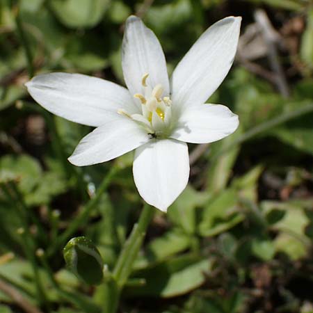 Ornithogalum angustifolium / Narrow-Leaved Star of Bethlehem, Rhodos Laerma 27.3.2023