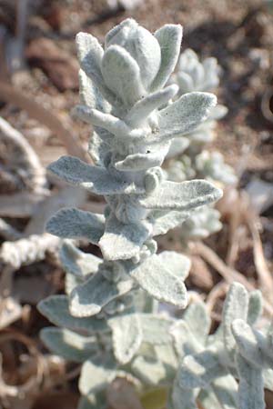 Achillea maritima \ Schneeweie Strand-Filzblume, Rhodos Kattavia 1.4.2019