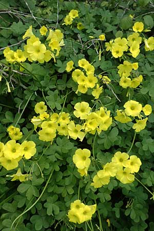 Oxalis pes-caprae \ Nickender Sauerklee / Bermuda Buttercup, Rhodos Kattavia 1.4.2019