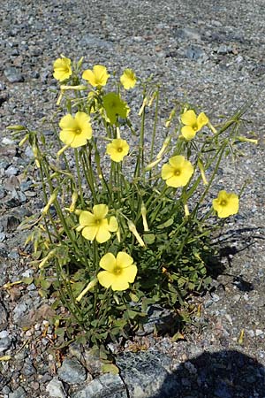 Oxalis pes-caprae \ Nickender Sauerklee, Rhodos Kolymbia 18.3.2023