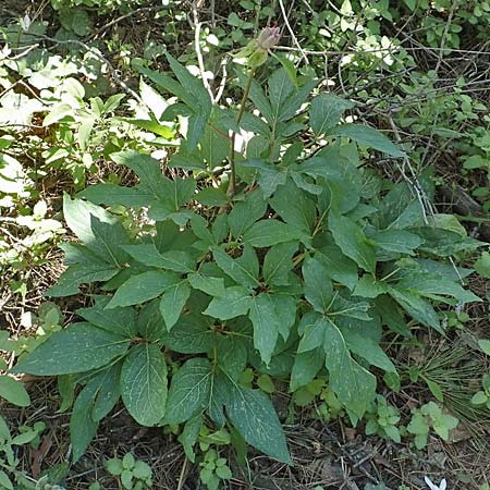 Paeonia clusii subsp. rhodia \ Rhodische Pfingstrose / Rhodian Peony, Rhodos Epta Piges 25.3.2019