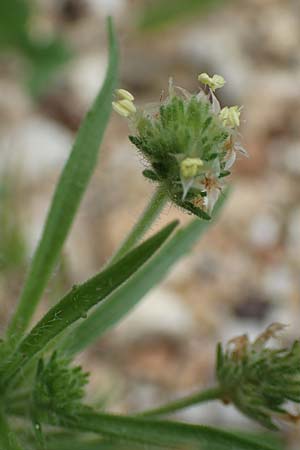 Plantago afra / Fleawort, Rhodos Tsambika 30.3.2019