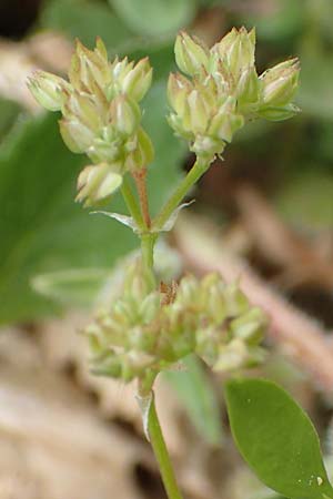 Polycarpon tetraphyllum \ Vierblttriges Nagelkraut / Four-Leaved Allseed, Rhodos Tsambika 30.3.2019
