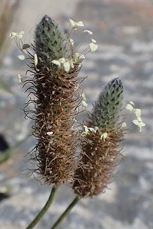 Plantago lagopus \ Hasenfu-Wegerich / Hare's Foot Plantain, Rhodos Lindos 20.3.2023