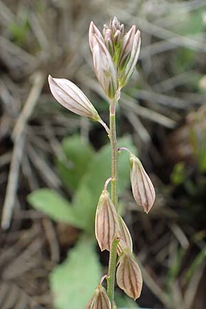 Polygala monspeliaca \ Montpellier-Kreuzblume, Rhodos Lahania 3.4.2019