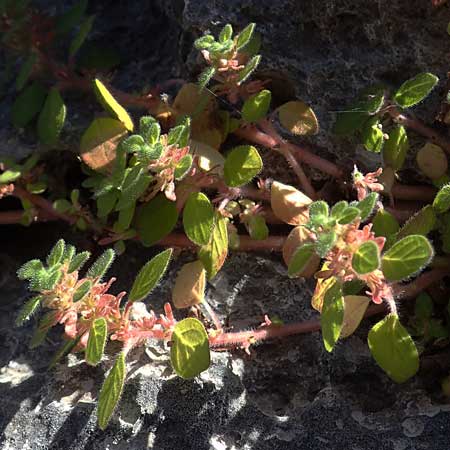 Parietaria cretica \ Kretisches Glaskraut, Rhodos Lindos 20.3.2023