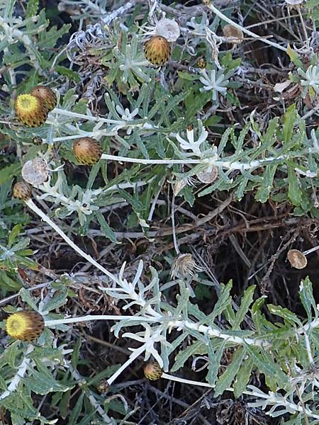 Phagnalon graecum \ Griechische Steinimmortelle, Rhodos Lindos 20.3.2023