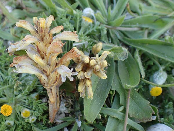 Phelipanche hedypnoidis \ Rhrchenkraut-Sommerwurz / Cretan Weed Broomrape, Rhodos Fourni Beach 31.3.2019