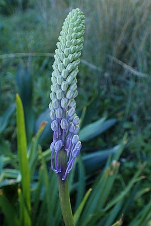 Scilla hyacinthoides \ Hyazinthen-Blaustern / Hyacinth Squill, Wood Squill, Rhodos Mount Smith 18.3.2023