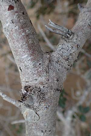 Pistacia lentiscus \ Pistazie / Evergreen Pistache, Rhodos Tsambika 30.3.2019