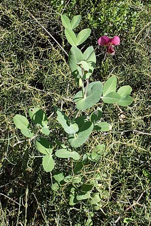 Lathyrus oleraceus subsp. biflorus \ Wilde Erbse, Feld-Erbse, Rhodos Embona 31.3.2019