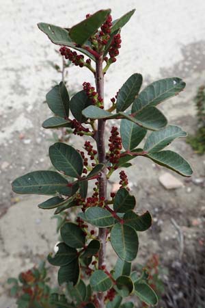 Pistacia lentiscus \ Pistazie, Rhodos Kamiros 22.3.2023