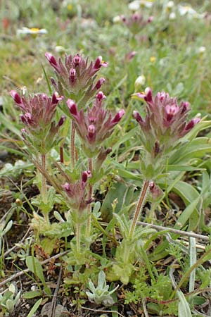 Parentucellia latifolia \ Breitblttrige Parentucellia / Broadleaf Glandweed, Rhodos Profilia 5.4.2019