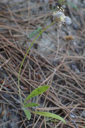 Plantago lagopus \ Hasenfu-Wegerich / Hare's Foot Plantain, Rhodos Apolakkia 25.3.2023