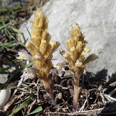 Phelipanche mutelii ? \ Mutels stige Sommerwurz / Mutel's Hemp Broomrape, Dwarf Broomrape, Rhodos Tsambika 30.3.2019