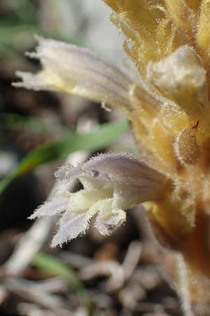 Phelipanche mutelii ? \ Mutels stige Sommerwurz / Mutel's Hemp Broomrape, Dwarf Broomrape, Rhodos Tsambika 30.3.2019