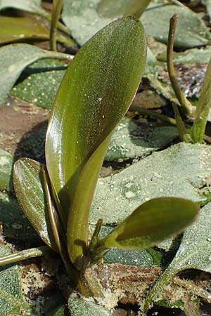 Potamogeton nodosus \ Flutendes Laichkraut / Loddon Pontweed, Rhodos Epta Piges 27.3.2019