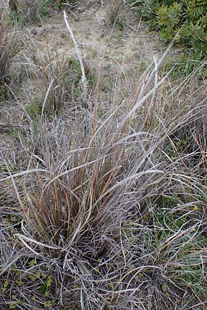 Calamagrostis arenaria \ Strand-Hafer / European Marram Grass, European Beach Grass, Rhodos Kamiros 22.3.2023