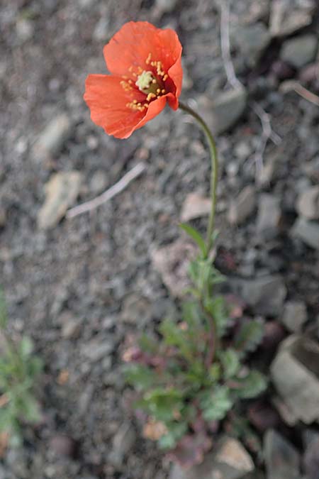 Papaver purpureomarginatum / Red-fringed Poppy, Rhodos Moni Artamiti 16.3.2023