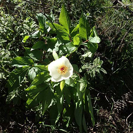 Paeonia clusii subsp. rhodia \ Rhodische Pfingstrose / Rhodian Peony, Rhodos Profitis Ilias 25.3.2019