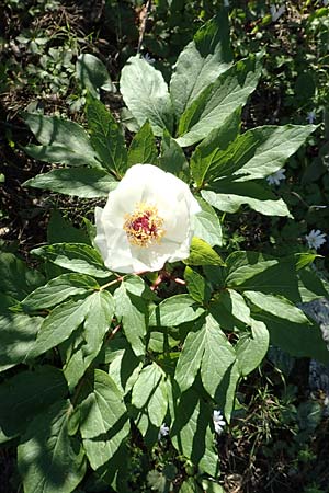 Paeonia clusii subsp. rhodia \ Rhodische Pfingstrose / Rhodian Peony, Rhodos Profitis Ilias 25.3.2019