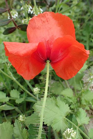 Papaver rhoeas \ Klatsch-Mohn / Common Poppy, Rhodos Tsambika 30.3.2019