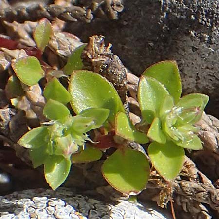 Polycarpon tetraphyllum \ Vierblttriges Nagelkraut, Rhodos Moni Kamiri 19.3.2023