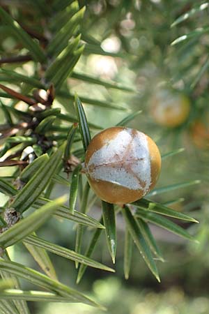 Juniperus oxycedrus \ Zedern-Wacholder / Prickly Juniper, Rhodos Apolakkia 3.4.2019