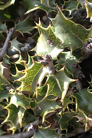 Quercus coccifera \ Kermes-Eiche, Stech-Eiche / Kermes Oak, Rhodos Attaviros 23.3.2023