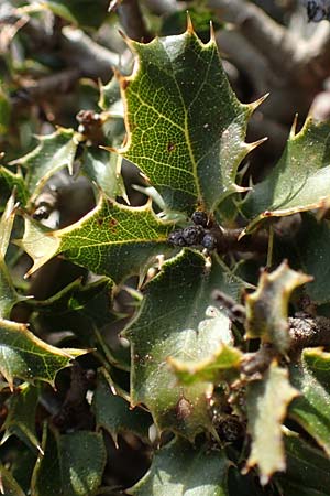 Quercus coccifera \ Kermes-Eiche, Stech-Eiche / Kermes Oak, Rhodos Attaviros 23.3.2023