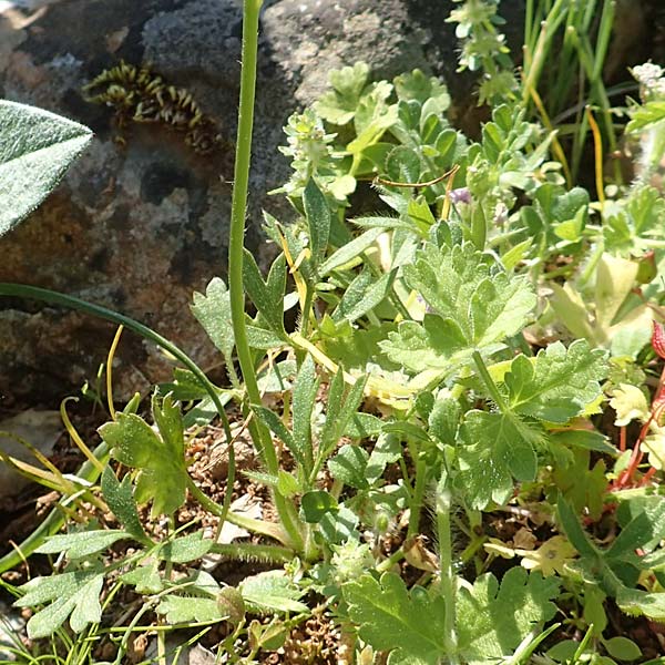 Ranunculus paludosus \ Kerbel-Hahnenfu, Tmpel-Hahnenfu / Fan-Leaved Buttercup, Jersey Buttercup, Rhodos Profitis Ilias 2.4.2019