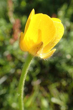 Ranunculus paludosus / Fan-Leaved Buttercup, Jersey Buttercup, Rhodos Profitis Ilias 25.3.2019