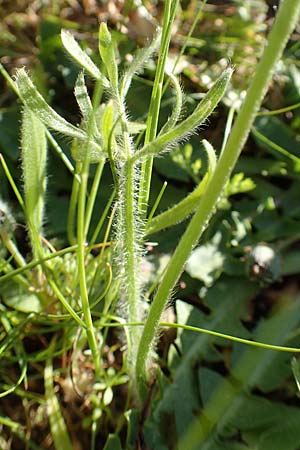 Ranunculus paludosus / Fan-Leaved Buttercup, Jersey Buttercup, Rhodos Profitis Ilias 25.3.2019