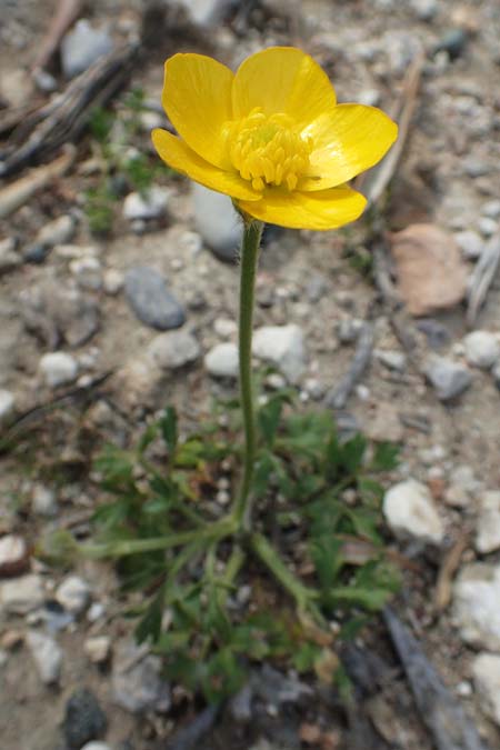 Ranunculus paludosus \ Kerbel-Hahnenfu, Tmpel-Hahnenfu / Fan-Leaved Buttercup, Jersey Buttercup, Rhodos Epta Piges 27.3.2019