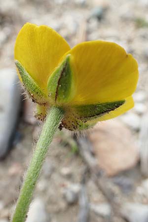 Ranunculus paludosus / Fan-Leaved Buttercup, Jersey Buttercup, Rhodos Epta Piges 27.3.2019