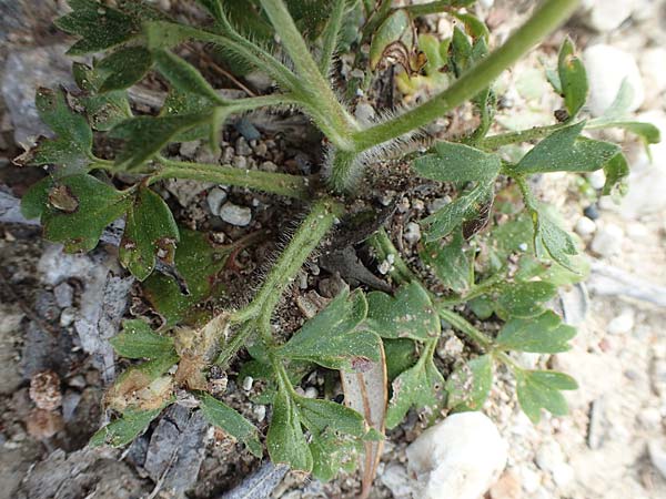 Ranunculus paludosus / Fan-Leaved Buttercup, Jersey Buttercup, Rhodos Epta Piges 27.3.2019
