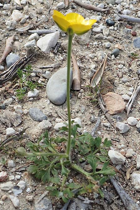 Ranunculus paludosus / Fan-Leaved Buttercup, Jersey Buttercup, Rhodos Epta Piges 27.3.2019