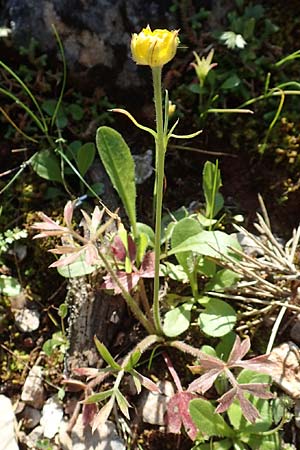 Ranunculus paludosus / Fan-Leaved Buttercup, Jersey Buttercup, Rhodos Profitis Ilias 2.4.2019