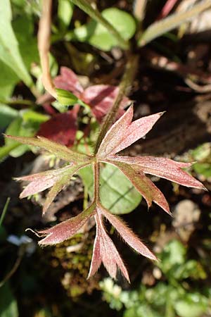 Ranunculus paludosus / Fan-Leaved Buttercup, Jersey Buttercup, Rhodos Profitis Ilias 2.4.2019