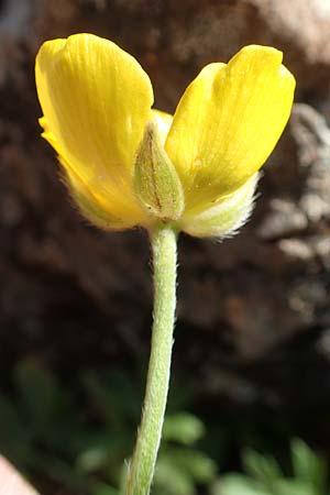 Ranunculus paludosus / Fan-Leaved Buttercup, Jersey Buttercup, Rhodos Profitis Ilias 2.4.2019