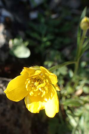 Ranunculus paludosus \ Kerbel-Hahnenfu, Tmpel-Hahnenfu / Fan-Leaved Buttercup, Jersey Buttercup, Rhodos Profitis Ilias 2.4.2019