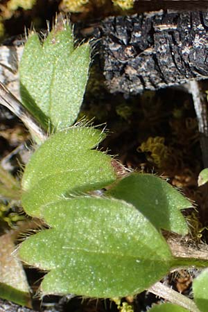 Ranunculus paludosus / Fan-Leaved Buttercup, Jersey Buttercup, Rhodos Moni Artamiti 16.3.2023