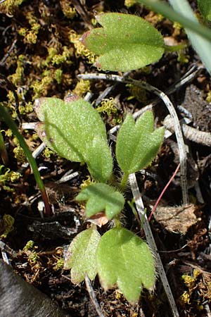 Ranunculus paludosus \ Kerbel-Hahnenfu, Tmpel-Hahnenfu / Fan-Leaved Buttercup, Jersey Buttercup, Rhodos Moni Artamiti 16.3.2023