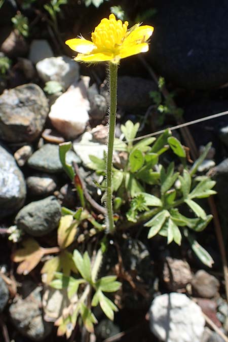 Ranunculus paludosus \ Kerbel-Hahnenfu, Tmpel-Hahnenfu / Fan-Leaved Buttercup, Jersey Buttercup, Rhodos Skoutouljaris - Schlucht / Gorge 19.3.2023