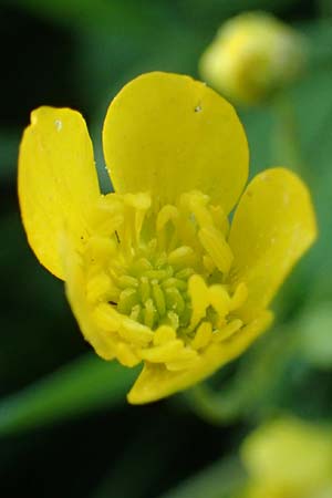 Ranunculus sardous \ Sardischer Hahnenfu, Rauher Hahnenfu / Hairy Buttercup, Rhodos Kimisala-Doline 24.3.2023