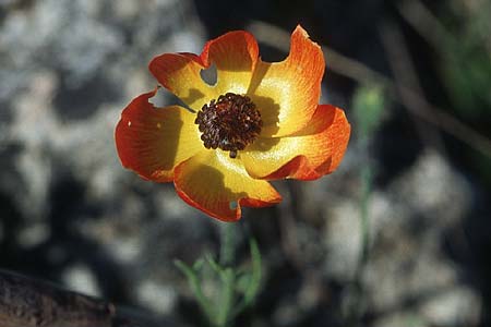 Ranunculus asiaticus var. flavus \ Asiatischer Hahnenfu / Persian Buttercup, Turban Buttercup, Rhodos Lindos 23.3.2005