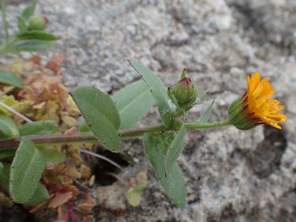 Calendula arvensis \ Acker-Ringelblume, Rhodos Kamiros 22.3.2023