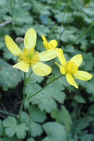 Ranunculus creticus \ Kretischer Hahnenfu / Cretan Buttercup, Rhodos Epta Piges 25.3.2019