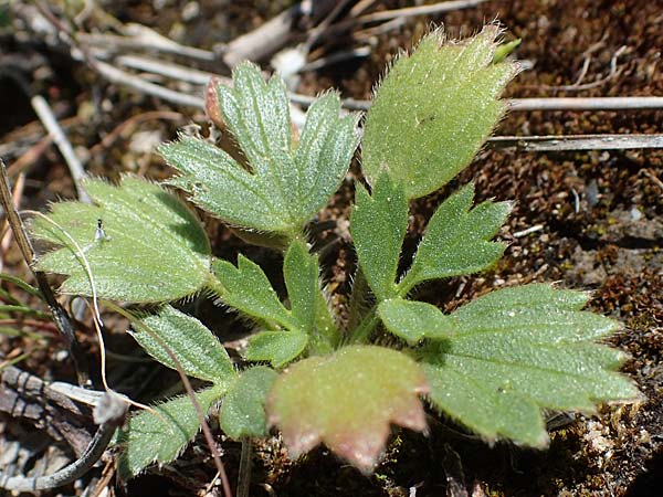 Ranunculus paludosus / Fan-Leaved Buttercup, Jersey Buttercup, Rhodos Skoutouljaris - Gorge 19.3.2023
