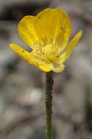 Ranunculus paludosus \ Kerbel-Hahnenfu, Tmpel-Hahnenfu / Fan-Leaved Buttercup, Jersey Buttercup, Rhodos Skoutouljaris - Schlucht / Gorge 19.3.2023